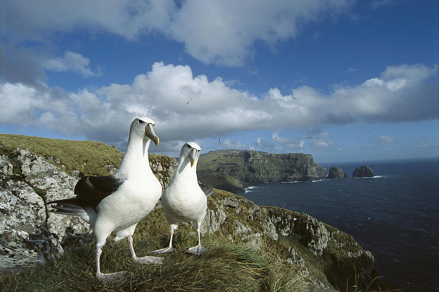 White-capped Albatross Pair Auckland Photograph by Tui De Roy