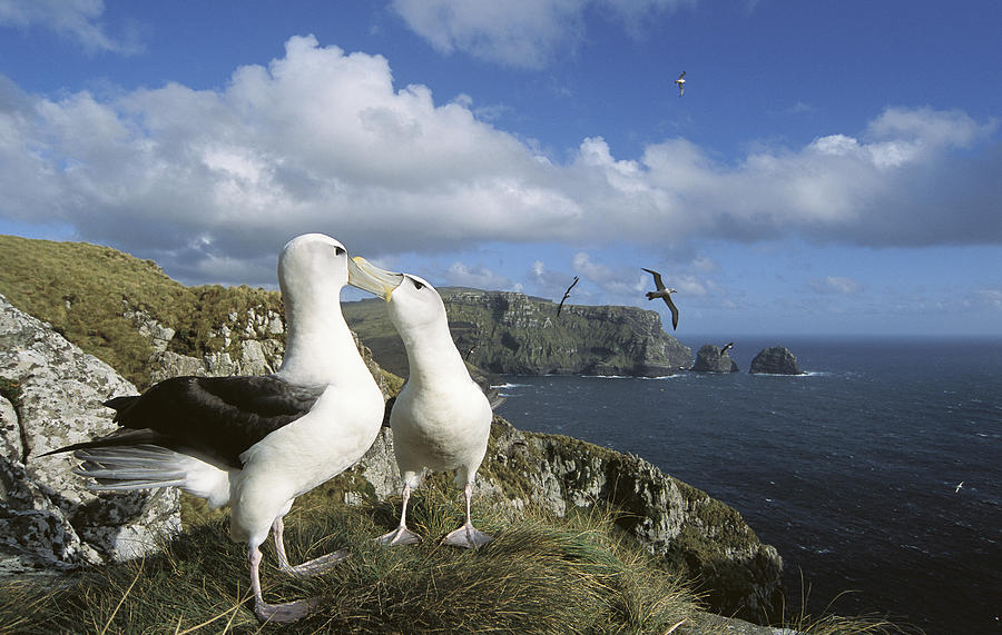 White-capped Albatross Pair Courting Photograph by Tui De Roy