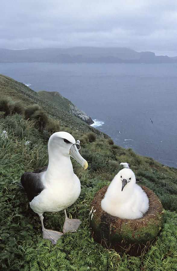 White-capped Albatross With Chick Photograph by Tui De Roy