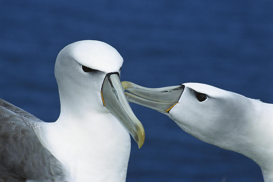 White-capped Albatrosses Courting Photograph by Tui De Roy