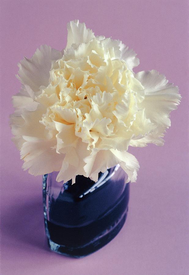 White Carnation Flower And Dye Uptake Photograph by Adam Hartdavis