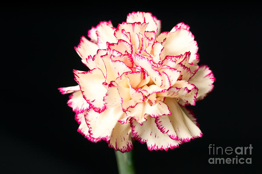 White Carnation Flower With Red Borders Photograph by Les Palenik