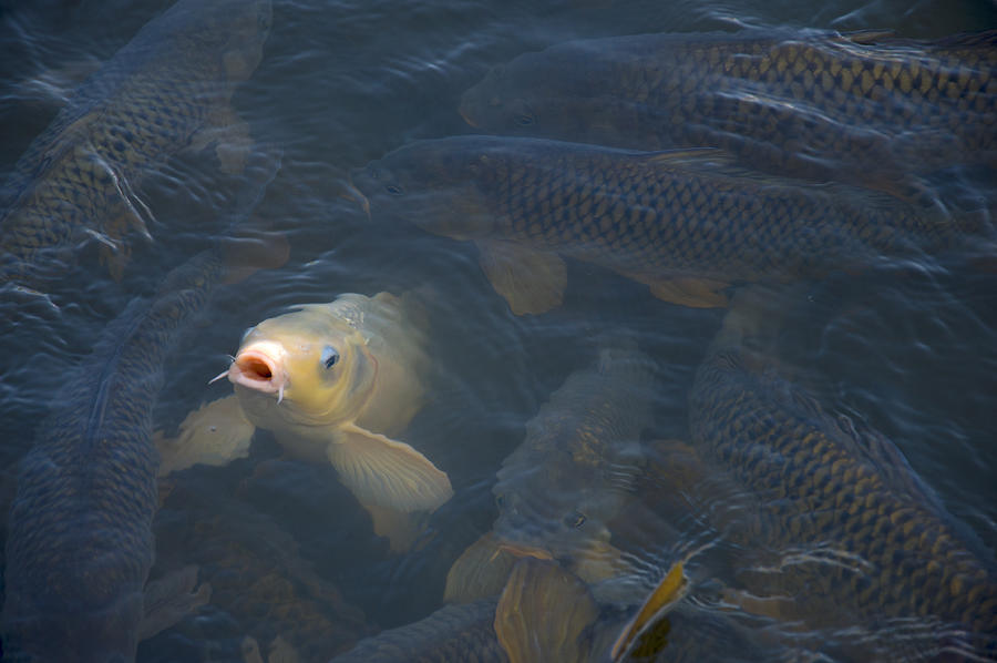 White carp in the lake Photograph by Flees Photos