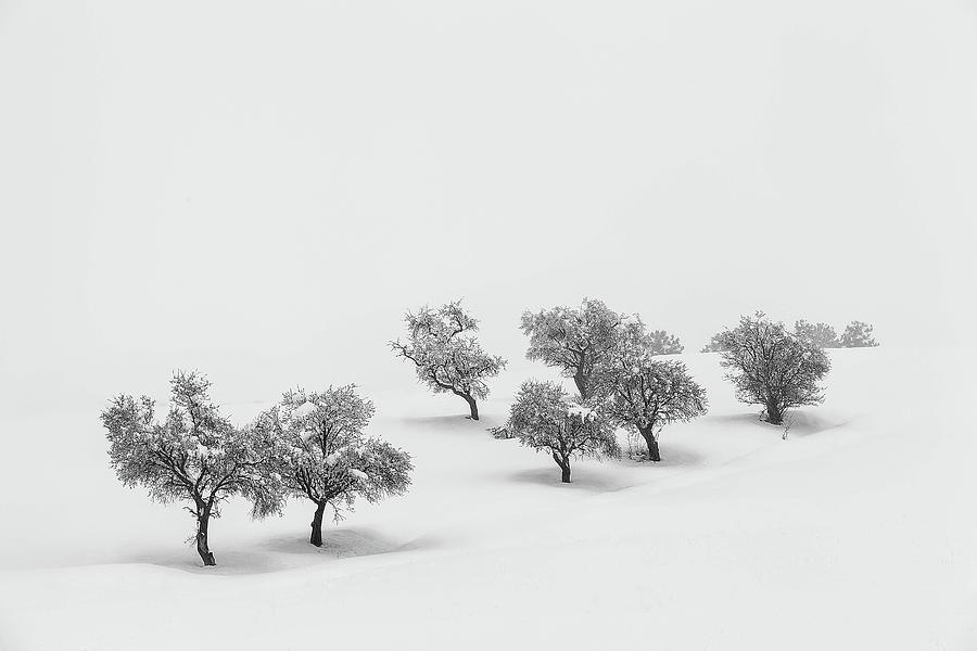Winter Photograph - White Carpet by Antonio Carrillo Lopez