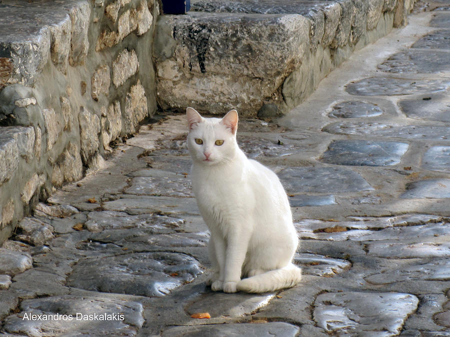 White Cat Photograph by Alexandros Daskalakis