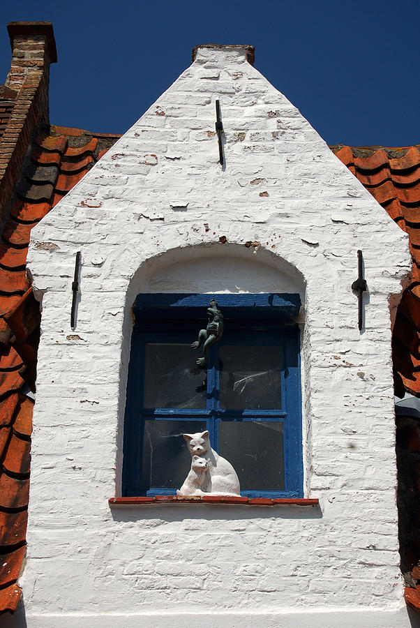 White cat at blue window Photograph by RicardMN Photography