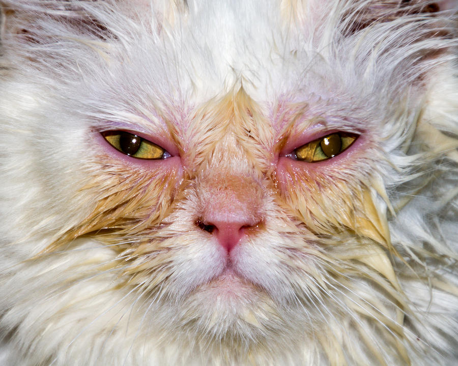 Scary White Cat Photograph by Bob Slitzan