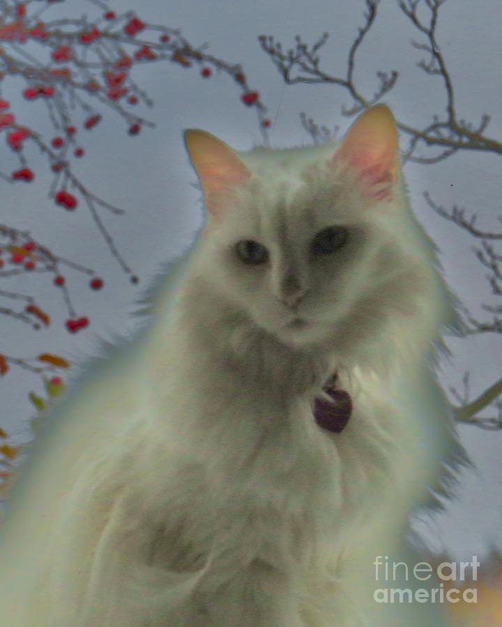 White Cat Dreams Photograph by Judy ViaWolff