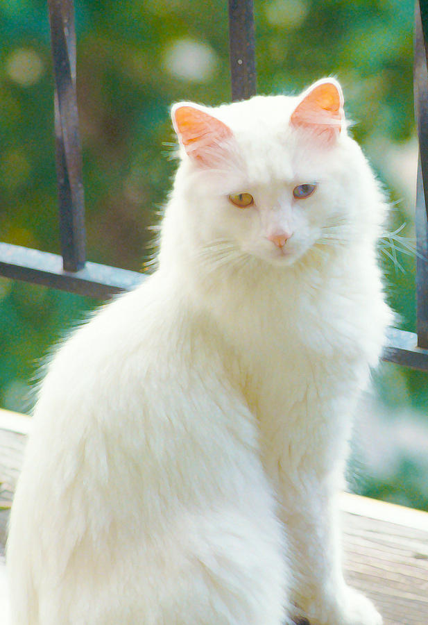 White Cat Photograph by Lynn Hansen