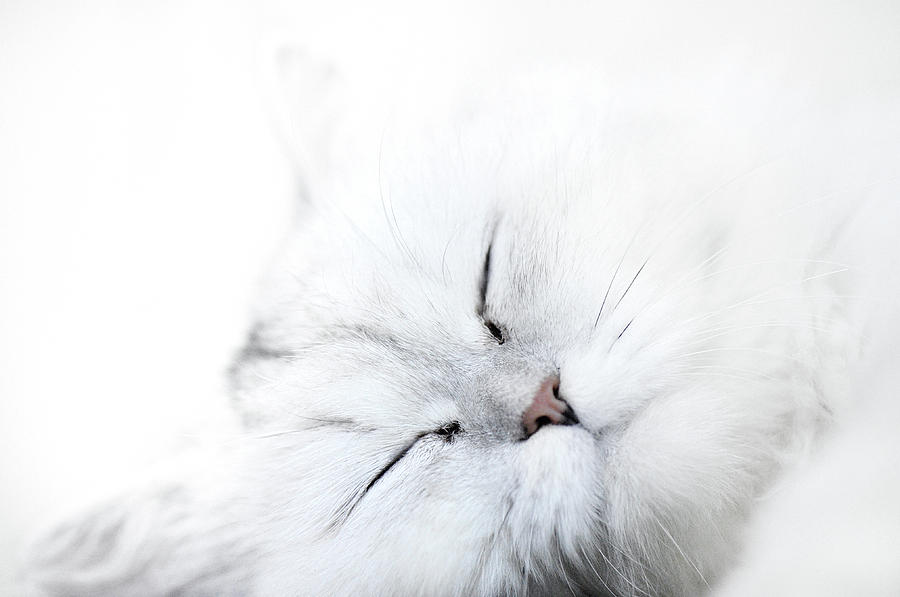 White Cat Photograph by Pai-shih Lee