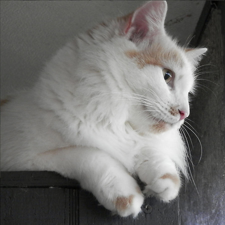 White Cat Portrait Two Photograph by Karen Zuk Rosenblatt White Cat Portrait Two Photograph by Karen Zuk Rosenblatt