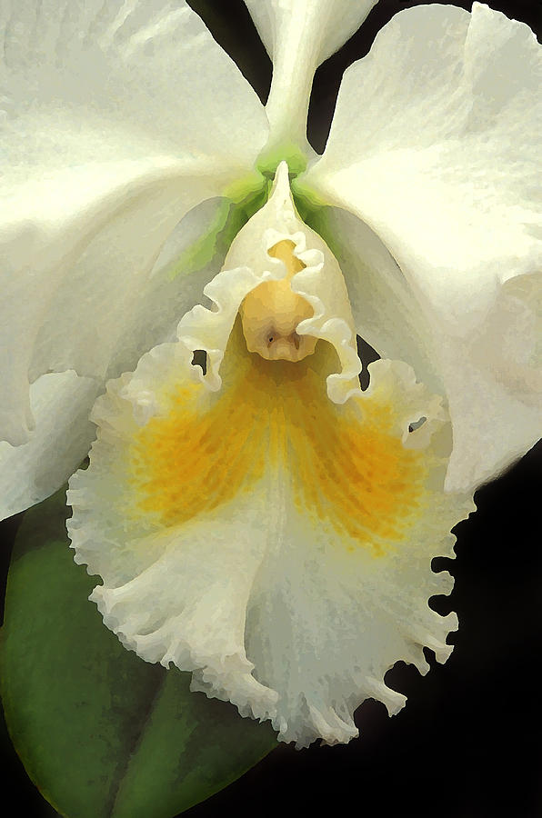 White Cattleya Orchid Photograph by Dave Mills