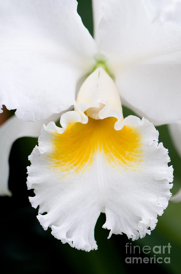 Nature Photograph - White Cattleya Orchid by Oscar Gutierrez