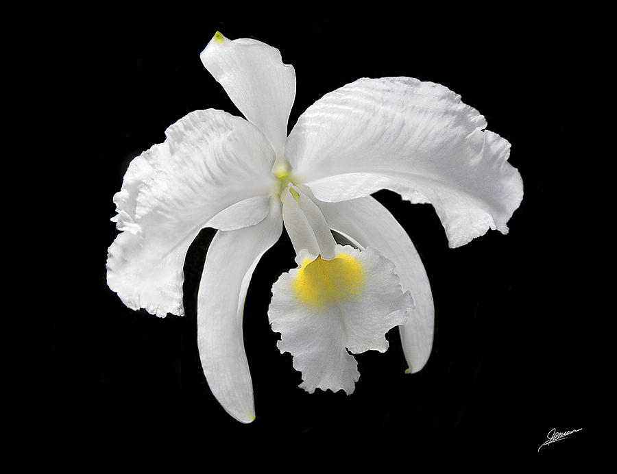 White Cattleya Orchid Photograph by Phil Jensen