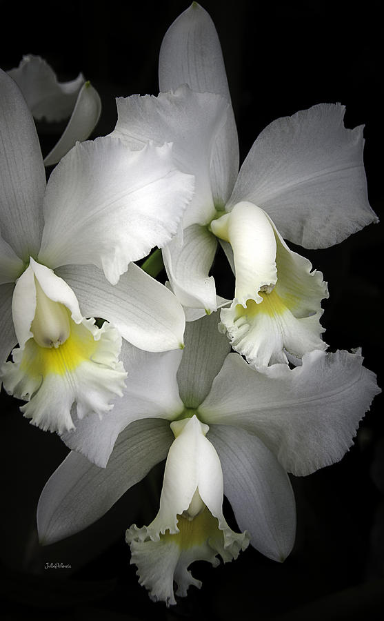 Orchids Photograph - White Cattleya Orchids by Julie Palencia