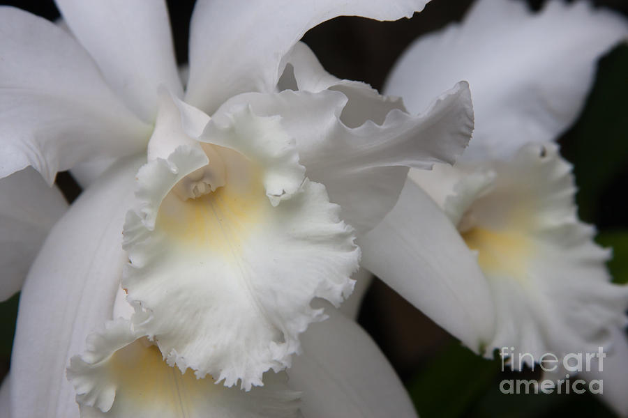 White Cattleyas Orchids 1 Photograph by Chris Scroggins