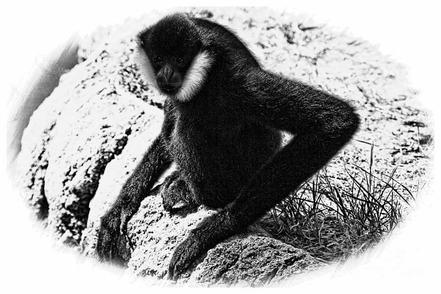 White Cheeked Gibbon V2 Photograph by Douglas Barnard