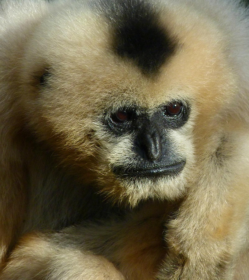 White-Cheeked Gibbon Photograph by Margaret Saheed