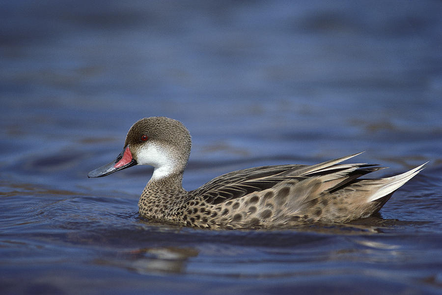 White-cheeked Pintail In Lagoon Photograph by Tui De Roy