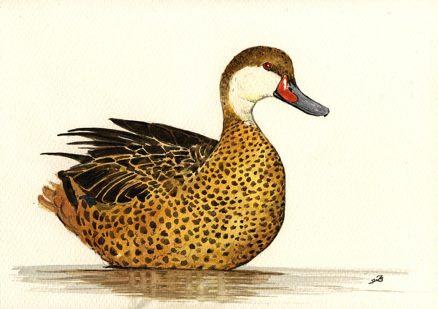 Duck Painting - White cheeked pintail by Juan  Bosco