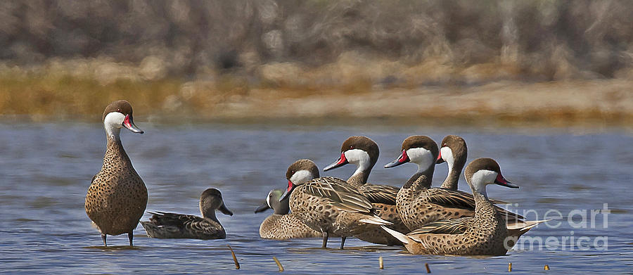 White-cheeked Pintails Photograph by Jean-Luc Baron