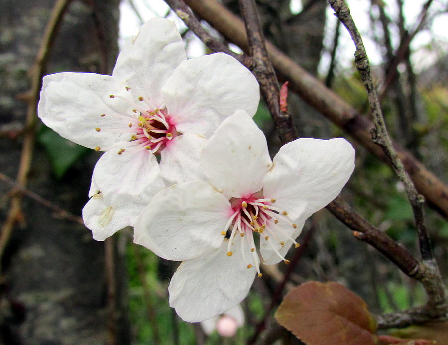 White Cherry Blossom Flowers Photograph by L M Reid - Fine Art America