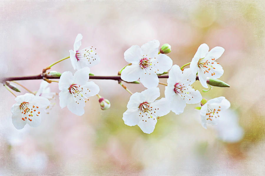 White Cherry Blossom Photograph by Jacky Parker Photography