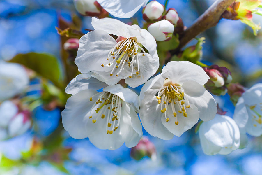 White Cherry Blossoms Blooming in the Springtime by Nila Newsom White Cherry Blossoms Blooming in the Springtime by Nila Newsom