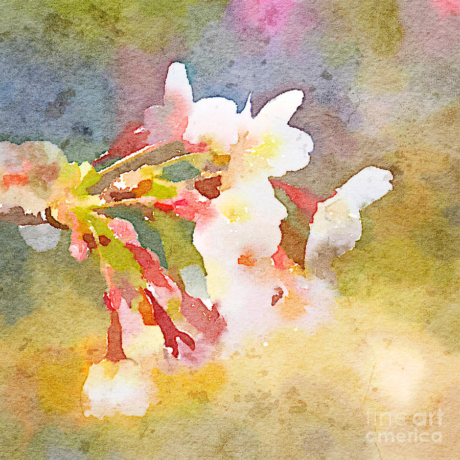 White Cherry Blossoms Digital Watercolor Painting 1 Painting by Beverly Claire Kaiya