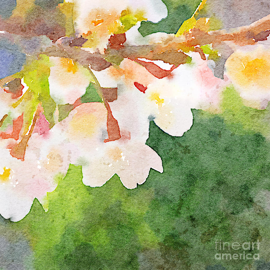 White Cherry Blossoms Digital Watercolor Painting 2 Painting by Beverly Claire Kaiya