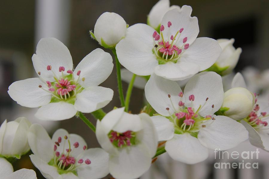 White Cherry Blossoms Photograph by Jane Swayze - Fine Art America