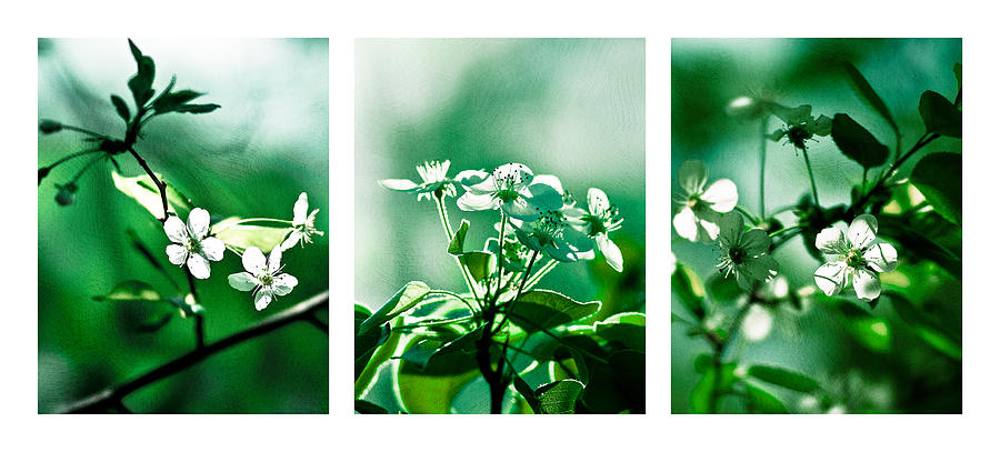 White Cherry Blossoms Triptych - Featured 3 Photograph by Alexander Senin