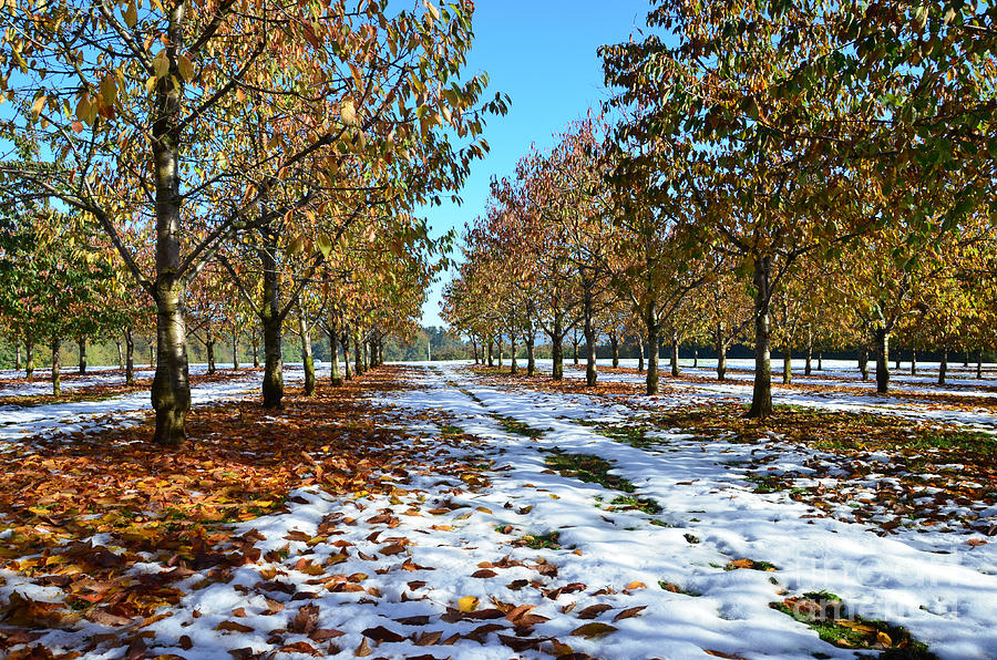 Winter Photograph - White Cherry by Bruno Santoro