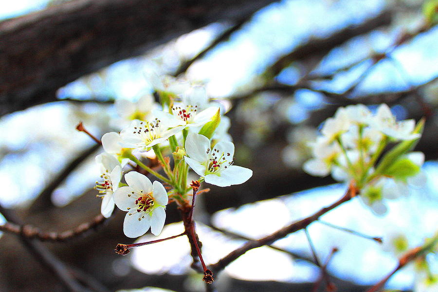 Cherry Blossom Photograph - White Cherry by Candice Trimble Cherry Blossom Photograph - White Cherry by Candice Trimble