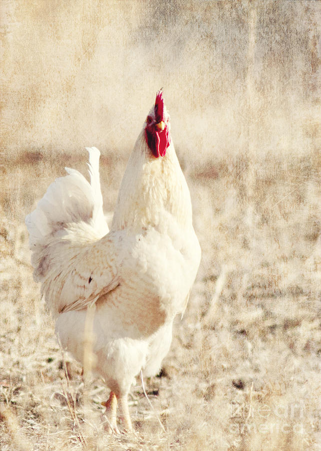 White Chicken Photograph by Pam  Holdsworth