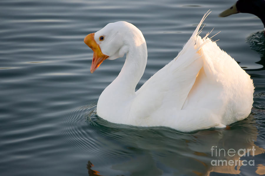 Goose Photograph - White chinese goose by Beverly Guilliams