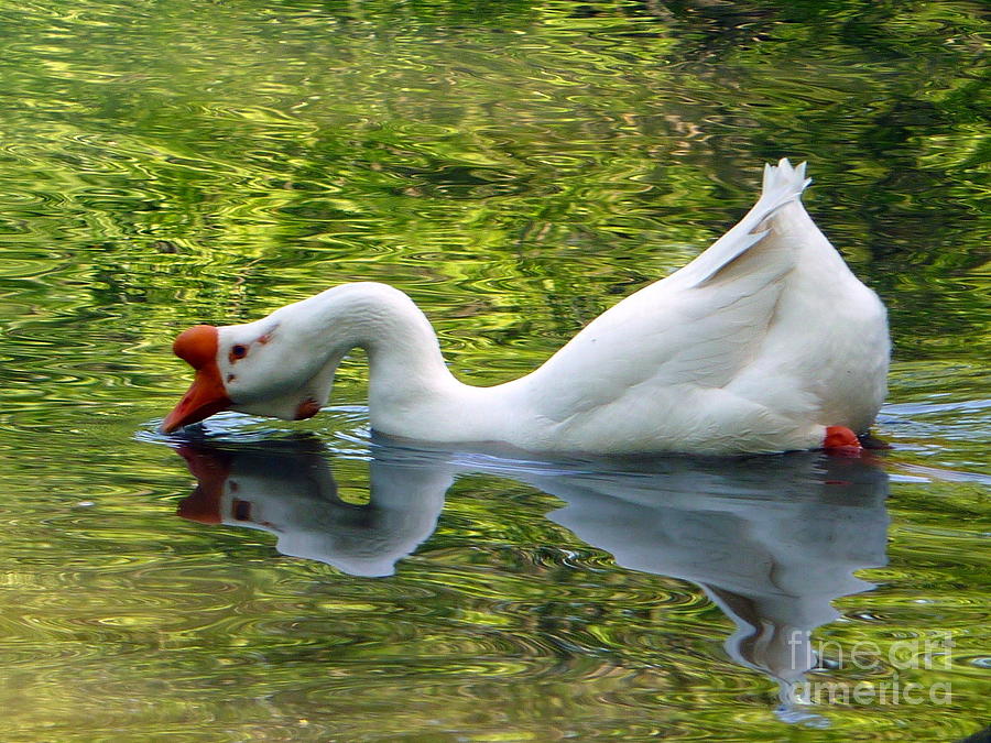 White Chinese Goose Bow Photograph by Susan Garren