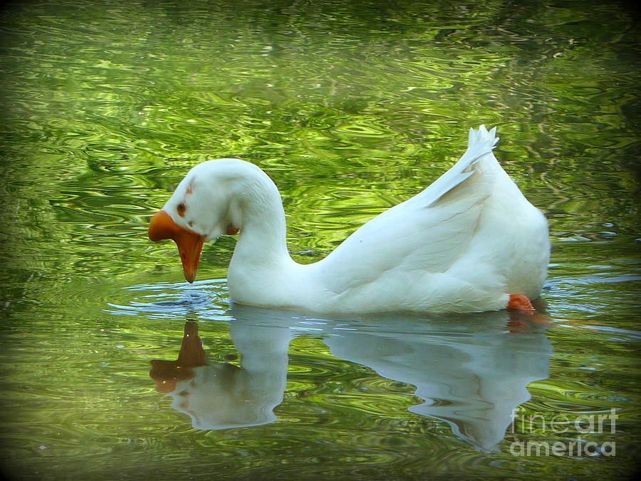 White Chinese Goose Curtsy  Photograph by Susan Garren