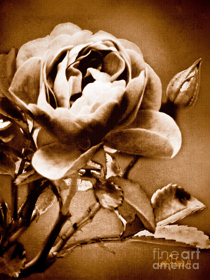 White Chocolate Rose Photograph by Carol F Austin