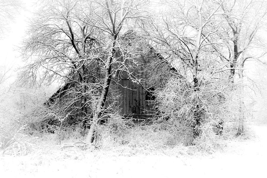 White Christmas 1 Photograph by Julie Hamilton