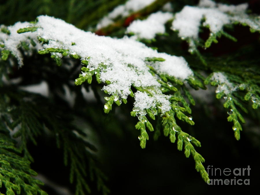 White Christmas Photograph by Andrea Anderegg