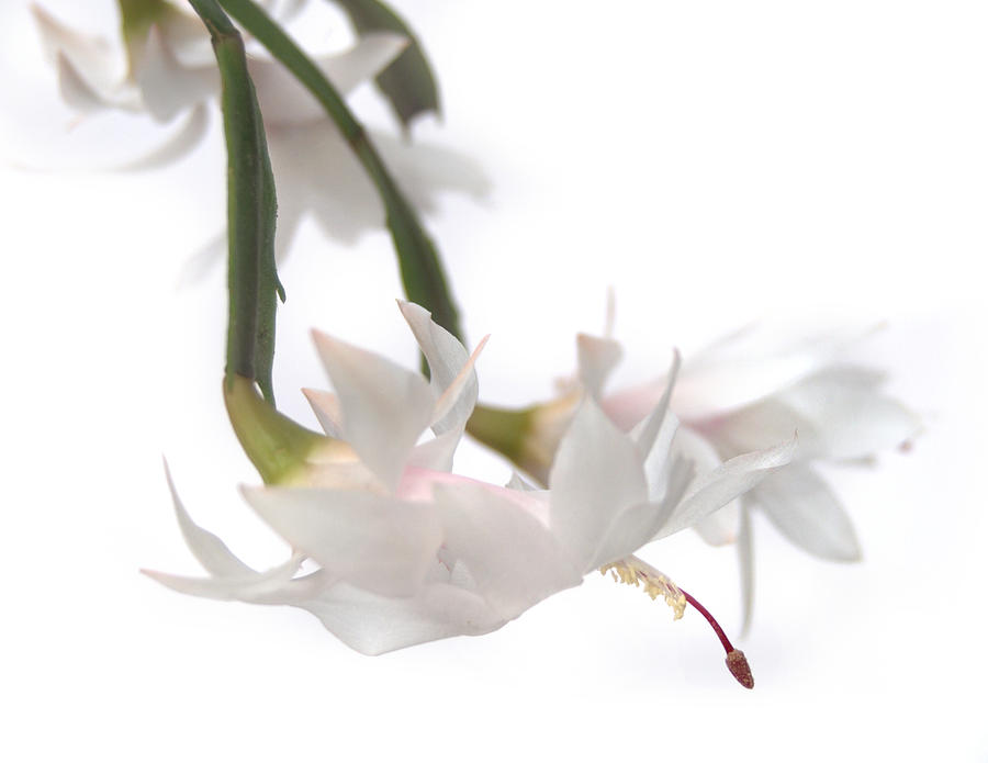 White Christmas Cactus Flowers Photograph by Nathan Abbott