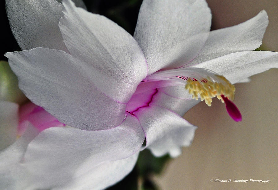 White Christmas Cactus Photograph by Winston D Munnings