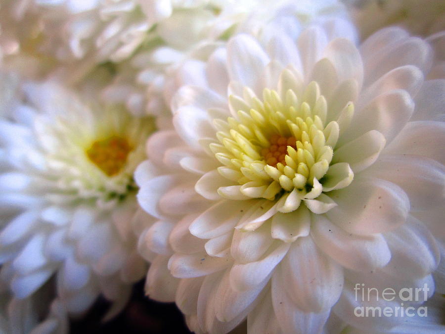 White Chrysanthemum  Photograph by Cynthia  Clark