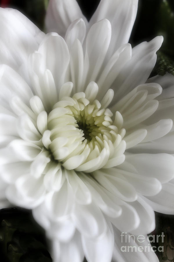 White Chrysanthemum Dreamy BW Floral Inspiration Photograph by Ella Kaye Dickey