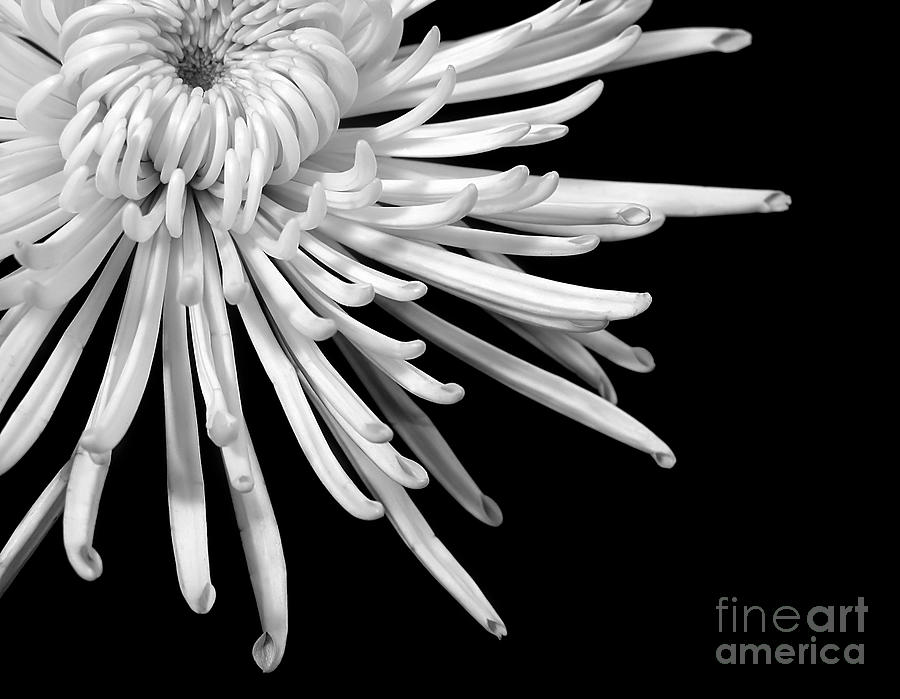 White chrysanthemum Photograph by Elena Elisseeva