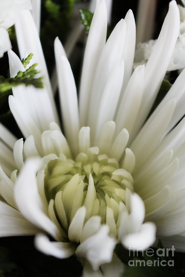 White Chrysanthemum Floral Performance Photograph by Ella Kaye Dickey