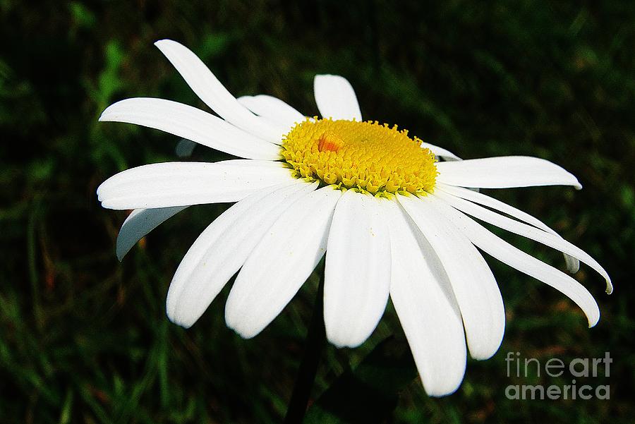 White chrysanthemum Photograph by Karin Ravasio