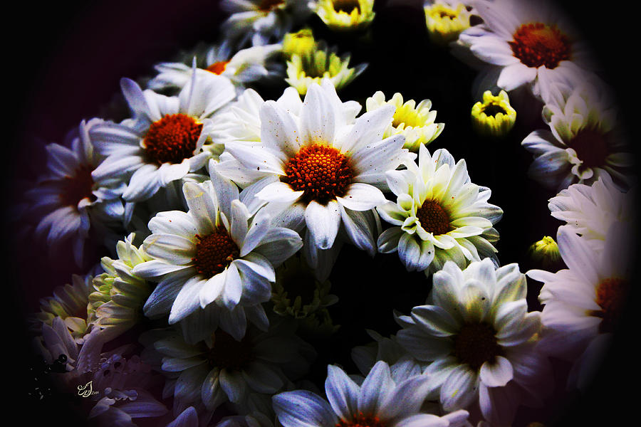 White Chrysanthemum Photograph by Music of the Heart - Fine Art America