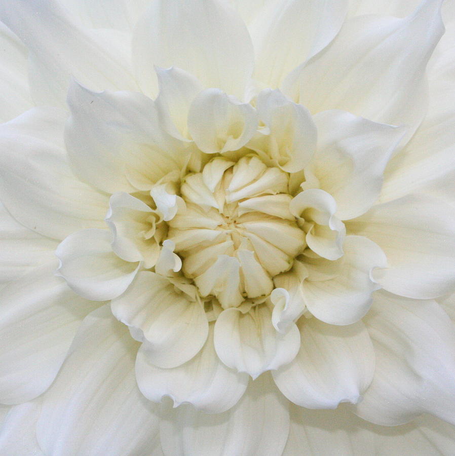 Flower Photograph - White chrysanthemum by The Texturologist